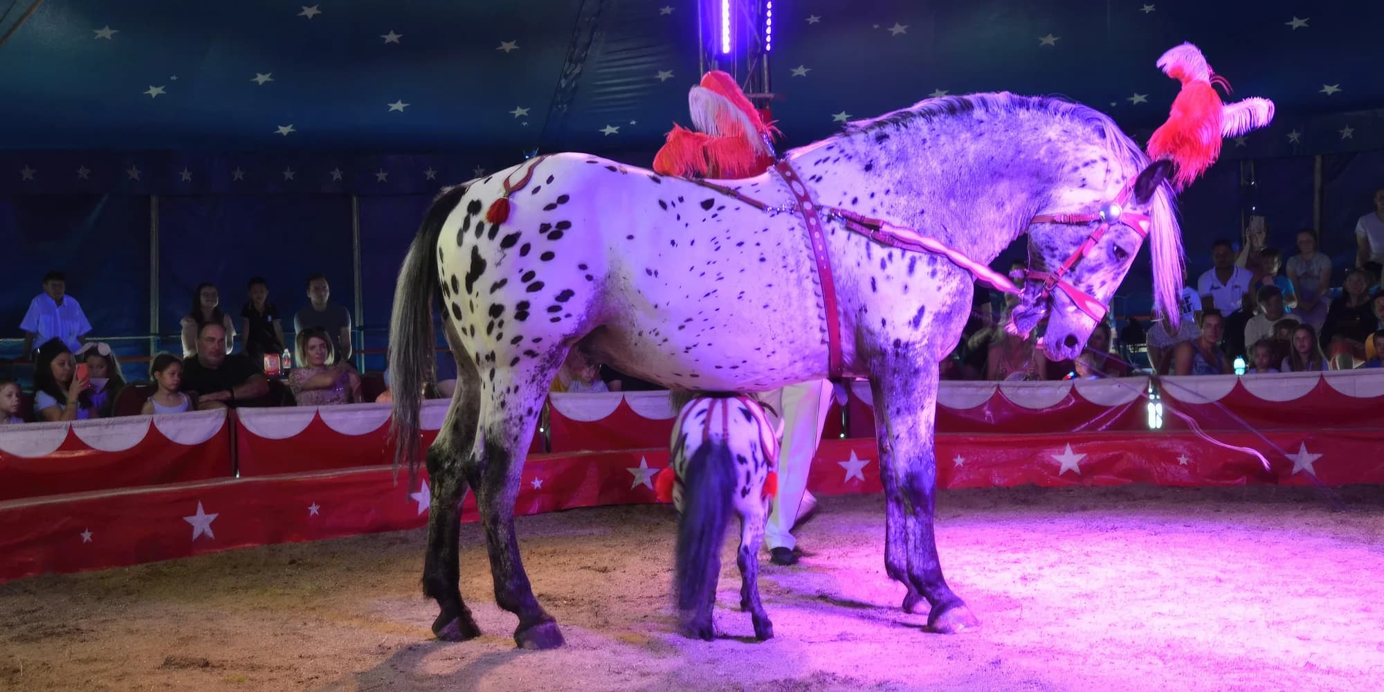 Nová show Cirkusu Šimek: vstupenky pro děti i dospělé
