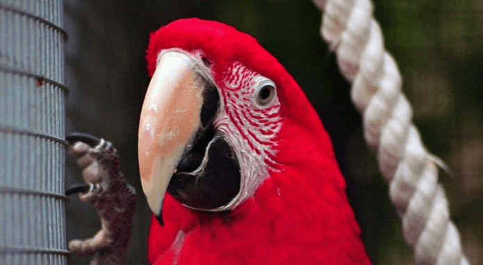 Statek u Merlina - ZOOpark s ochočenýmí zvířátky