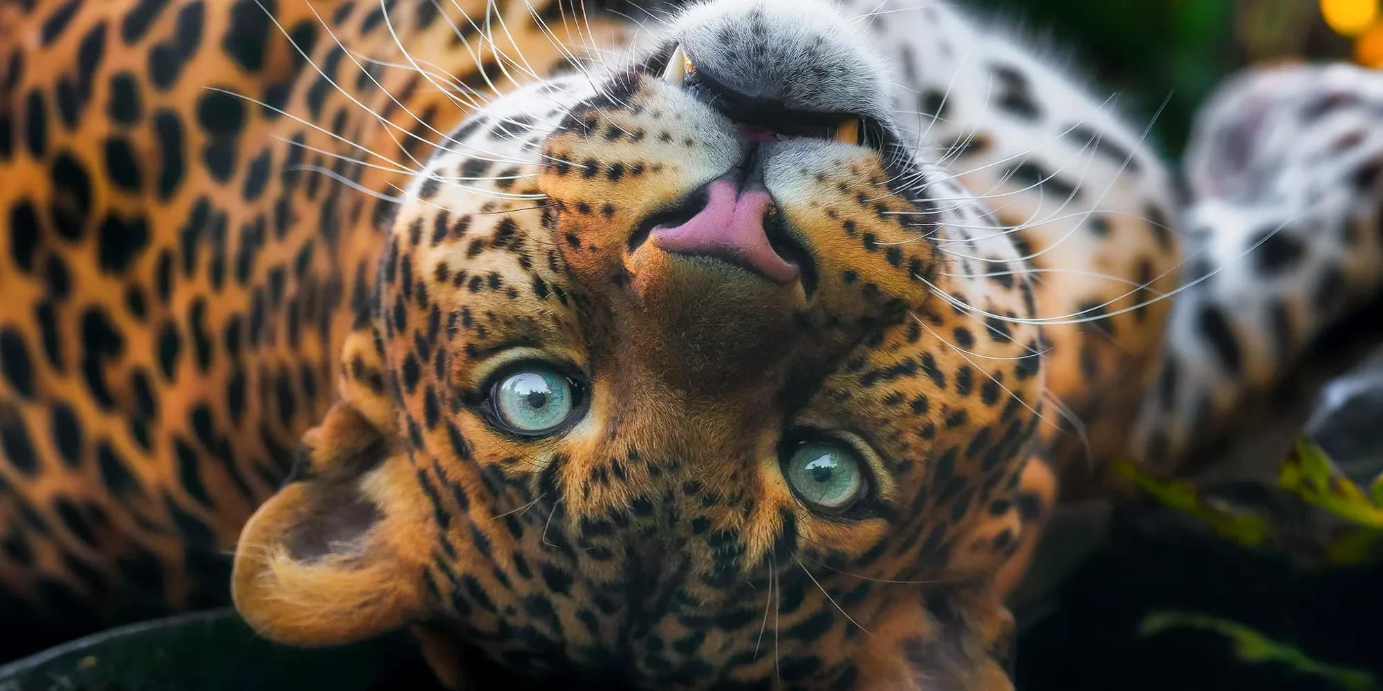 6hodinový fotografický kurz v českých zoo s profíkem Patrikem Staňkem
