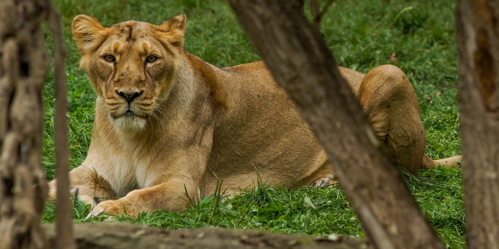S fotoaparátem do zoo: 8hodinový kurz focení i kurz s on-line teorií + videokurz jako dárek
