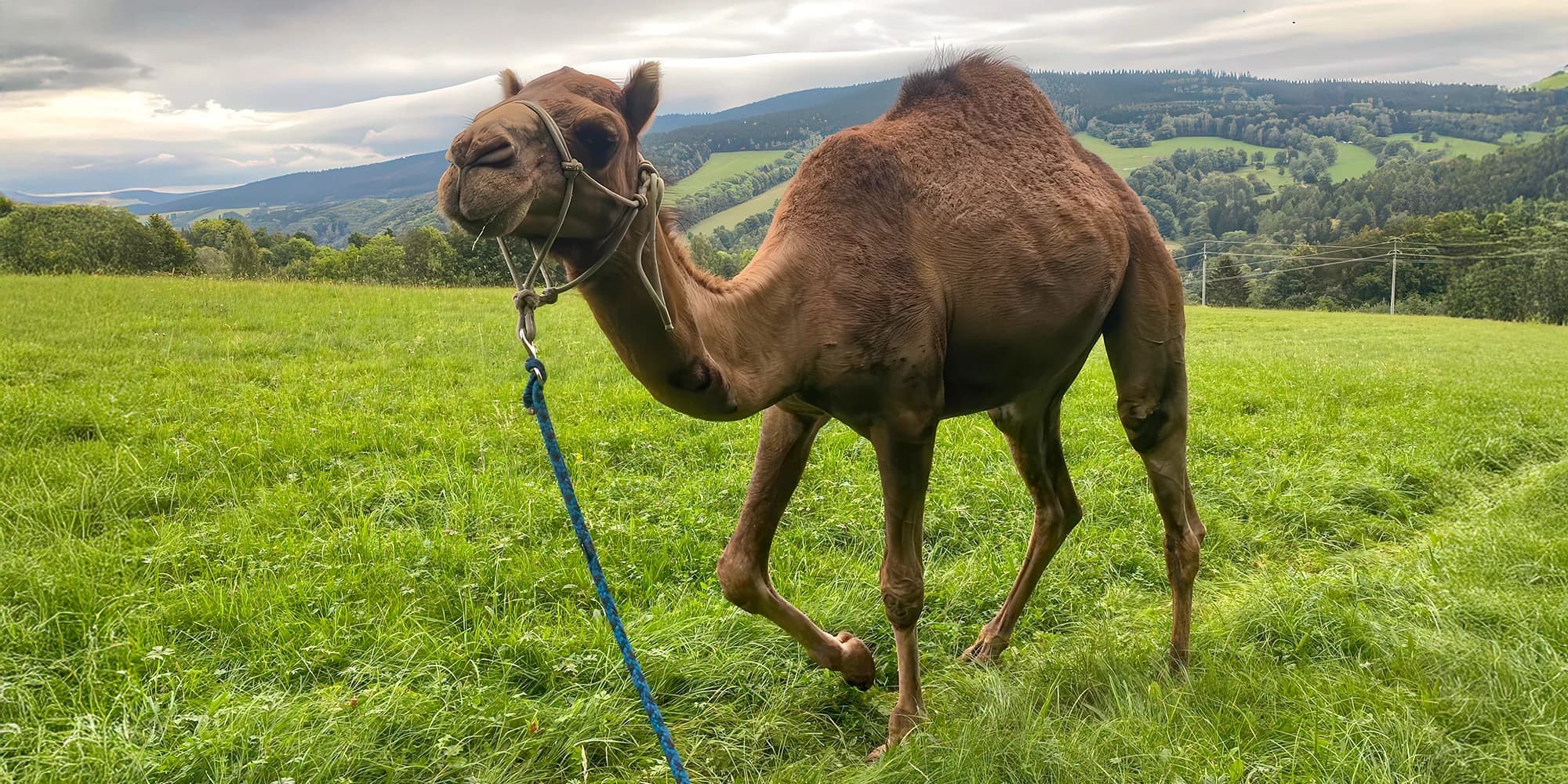 Cameltreking: procházka s velbloudem pro 2 osoby, okruh na 1,5 či 3,5 km