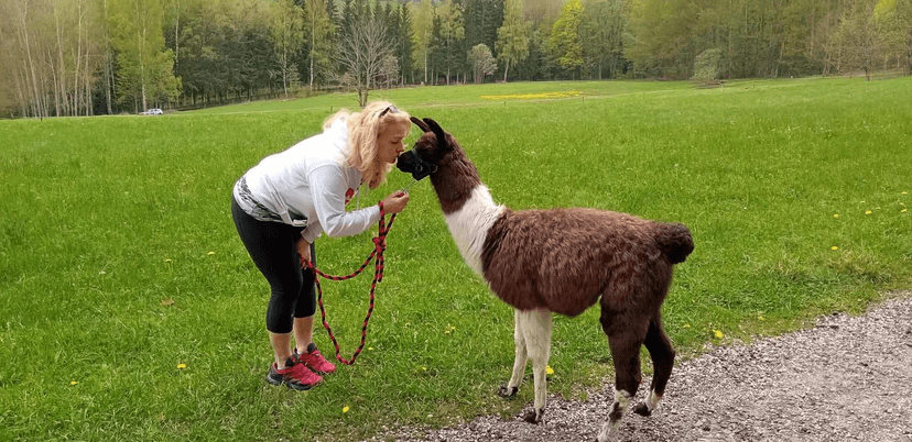 Lamatreking: Procházka s lamou Krkonoše - 1,5kilometrový okruh