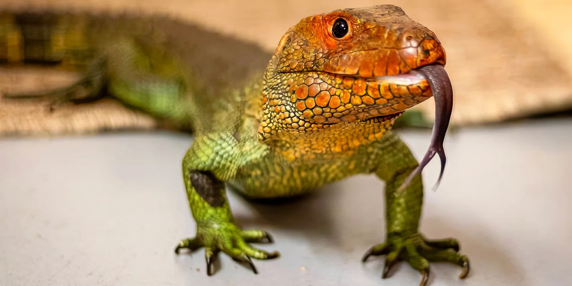 REPTILclub: 90minutová návštěva světa plazů s výkladem i možnost krmení ještěrů