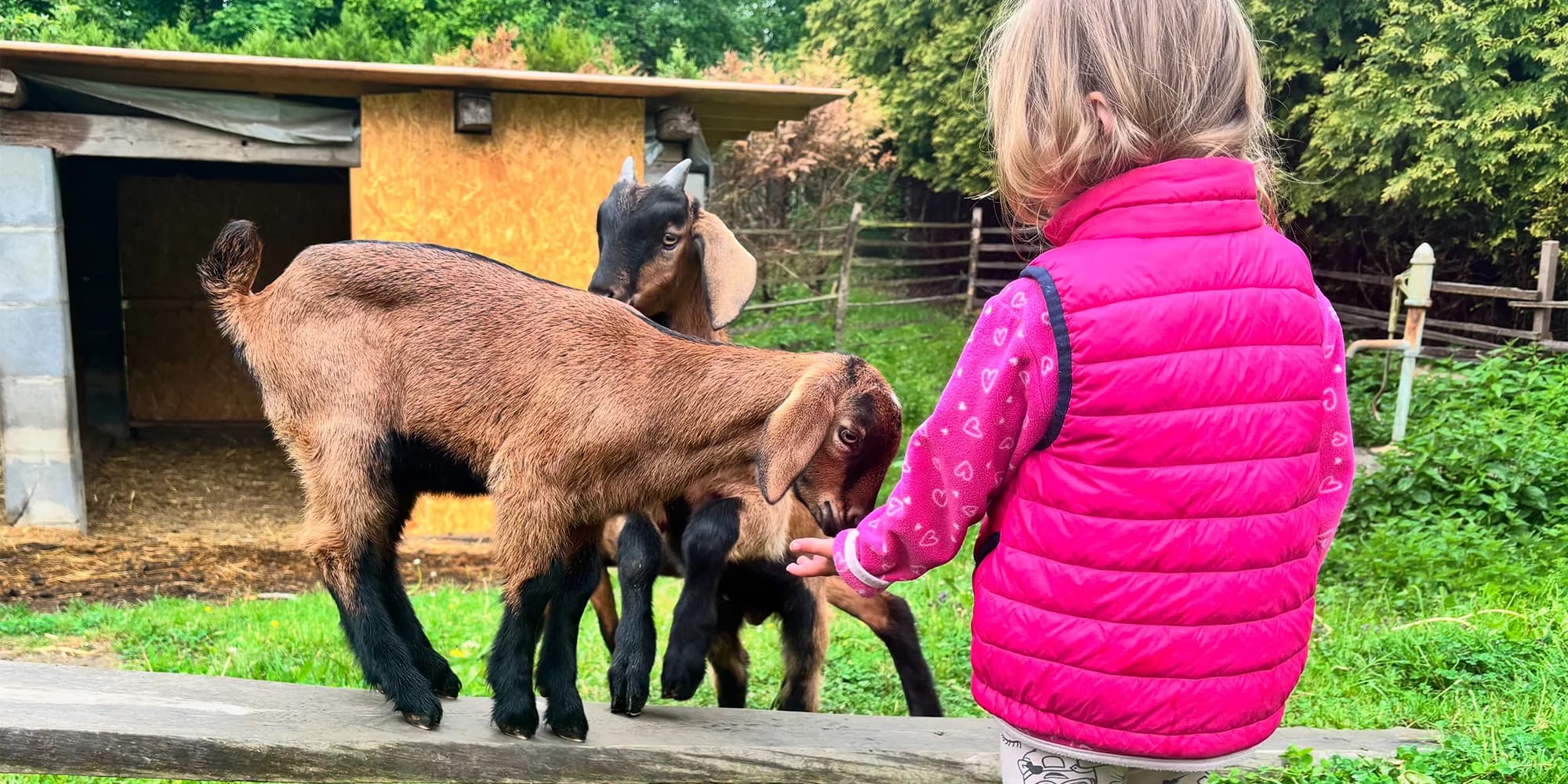 Procházka s kozou, seznámení s kůzlaty i ukázka péče a dojení až pro 4 osoby