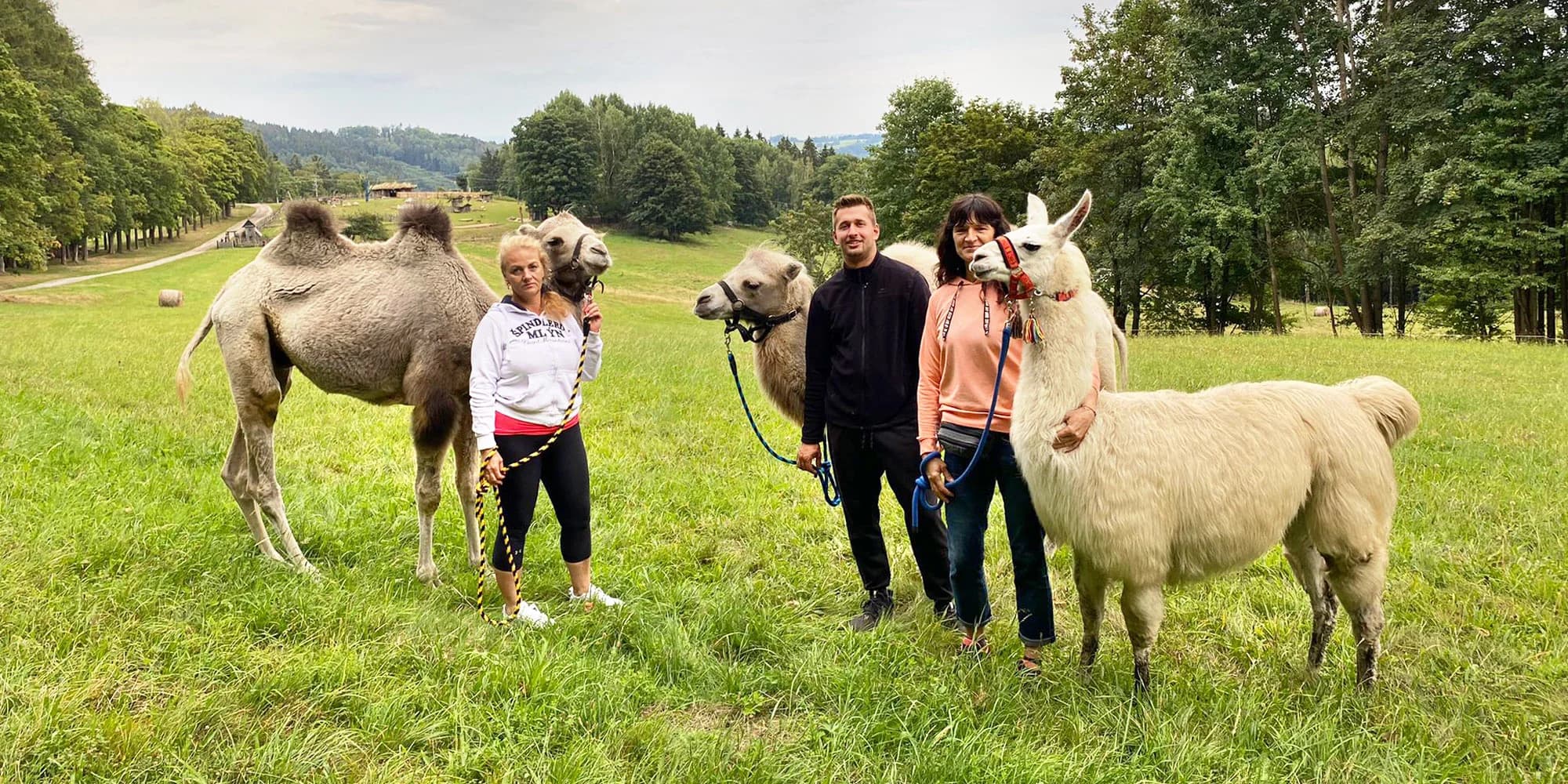 Ošetřovatelem velbloudů a lam ve dvou: procházka a krmení i práce ve stáji